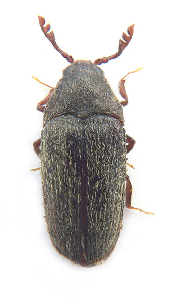 Trixagus carinifrons