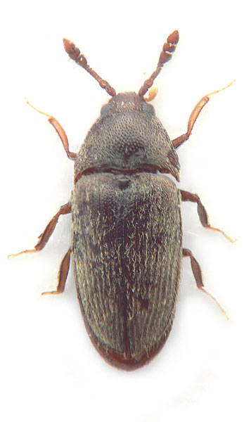 Trixagus elateroides