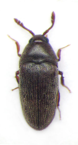 Trixagus gracilis