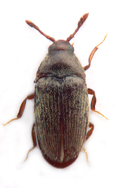 Trixagus obtusus