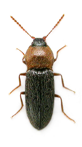 Tropihypnus bimargo