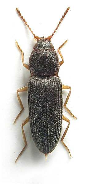 Tropihypnus lucangensis