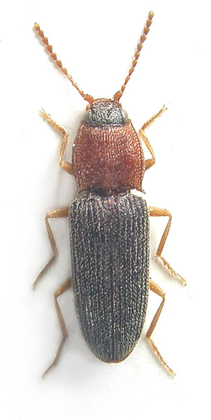 Tropihypnus petrae