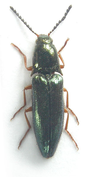 Vuilletus candezei