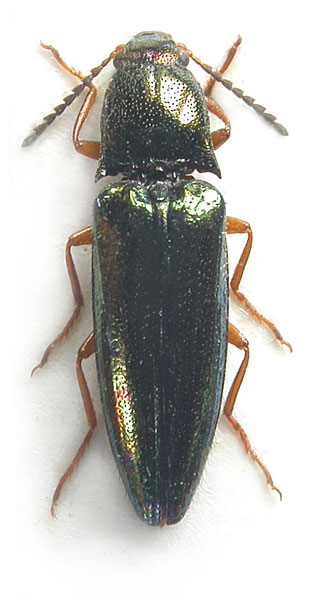 Vuilletus confusus