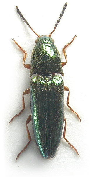 Vuilletus gurjevae