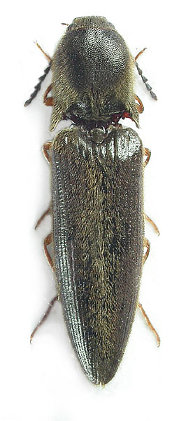 Warchalowskianus religiosus