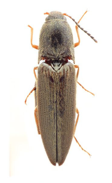 Warchalowskianus taiwanensis