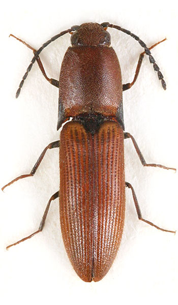 Xanthopenthes apicatus