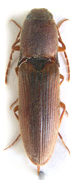 Xanthopenthes burmensis