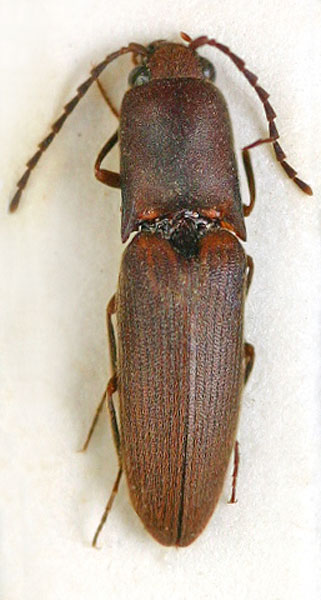 Xanthopenthes dembickyi
