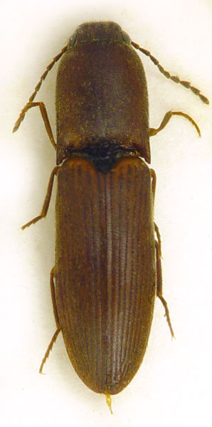 Xanthopenthes dembyckyi