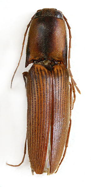 Xanthopenthes discicollis