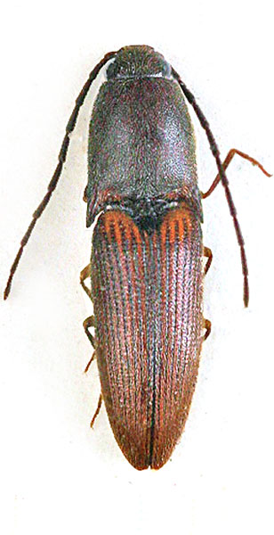 Xanthopenthes fairmairei