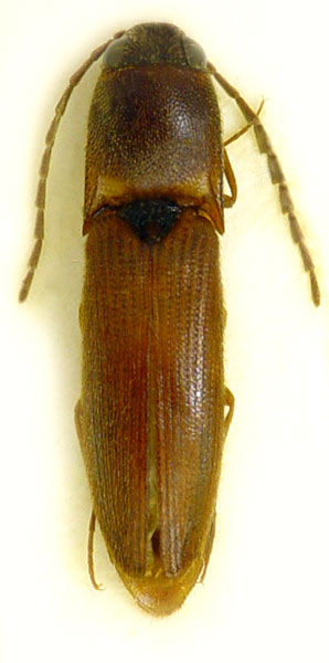 Xanthopenthes klausnitzeri