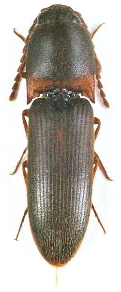 Xanthopenthes klausnitzeri