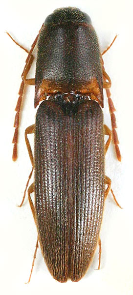 Xanthopenthes klausnitzeri