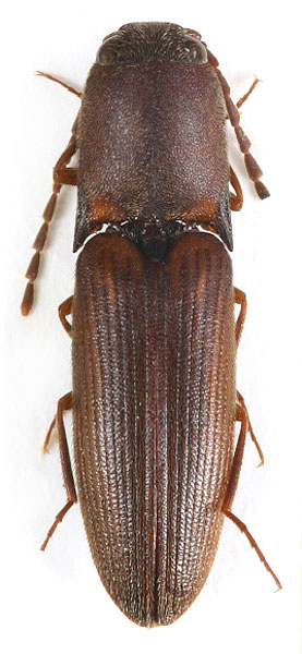 Xanthopenthes kubani