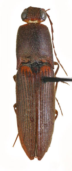 Xanthopenthes modiglianii