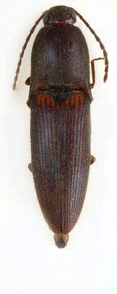 Xanthopenthes modiglianii