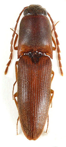 Xanthopenthes niehuisi