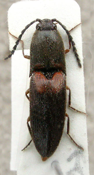 Xanthopenthes novakorum