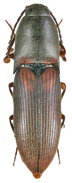 Xanthopenthes novakorum