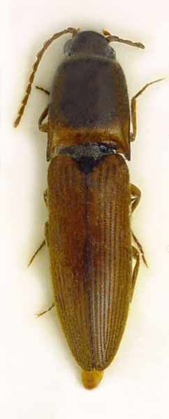Xanthopenthes pacholatkoi