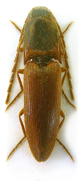 Xanthopenthes pacholatkoi