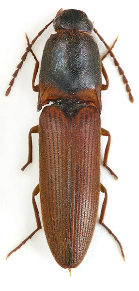Xanthopenthes pacholatkoi