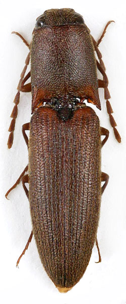 Xanthopenthes unicoloratus