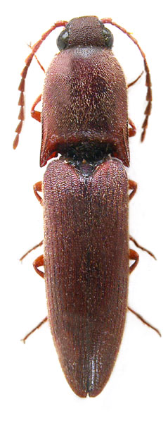 Xanthopenthes vagus