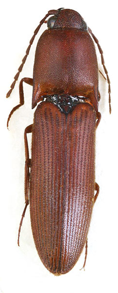 Xanthopenthes vagus