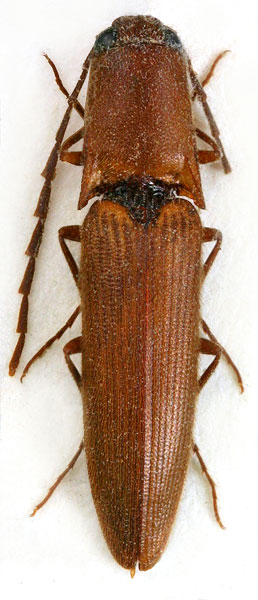 Xanthopenthes vagus