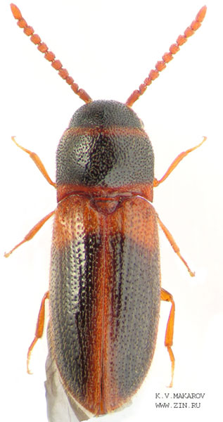 Xylobius corticalis