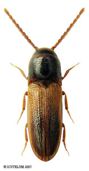 Xylophilus corticalis