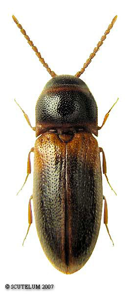 Xylophilus testaceus