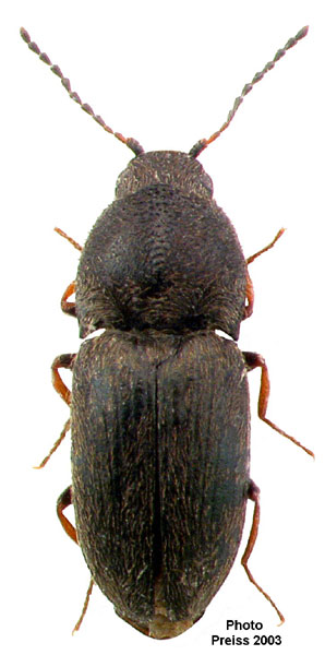 Zorochros alysidotus