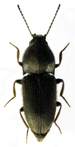 Zorochros alysidotus