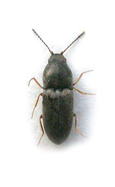 Zorochros anatolicus