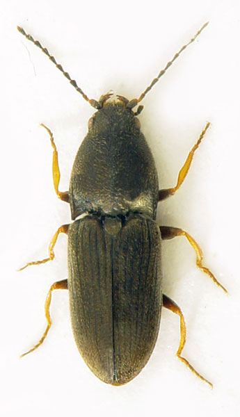 Zorochros curtus