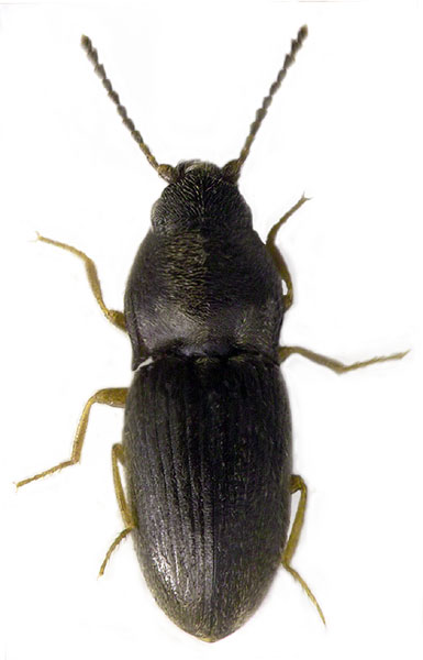 Zorochros dermestoides