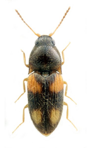 Zorochros dolini