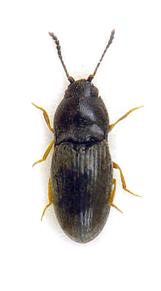 Zorochros flavipes