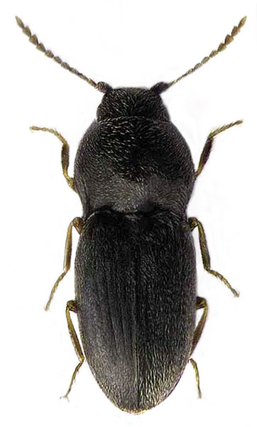 Zorochros flavipes