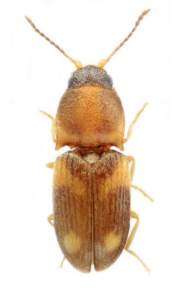 Zorochros fujianensis