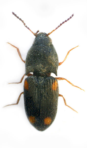 Zorochros ibericus