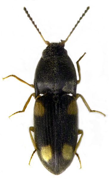 Zorochros ibericus