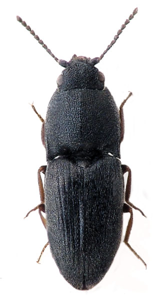 Zorochros meridionalis