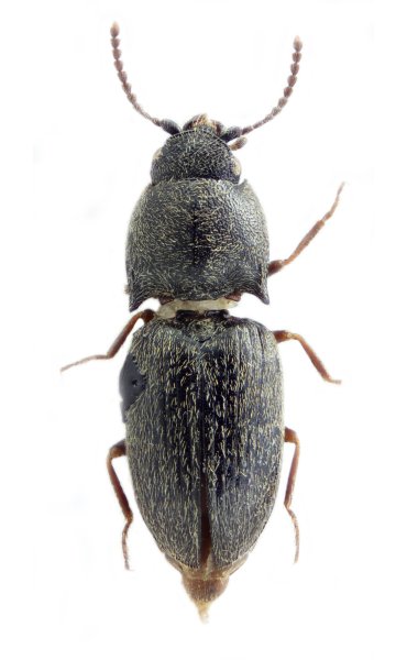 Zorochros piceus